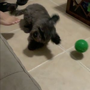 Meet your Posher, Tessie